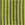 芥末綠